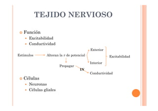 TEJIDO NERVIOSO 
 Función 
 Excitabilidad 
 Conductividad 
Estímulos Alteran la ≠ de potencial 
 Células 
 Neuronas 
 Células gliales 
Exterior 
Interior 
Excitabilidad 
Propagar 
Conductividad 
IN 
 