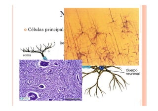 NEURONA 
 Células principales 
 Capaces de captar y conducir Impulsos Nerviosos 
 Propiedad 
 Excitabilidad 
 Conductividad 
 Partes 
axón 
Cuerpo celular o 
soma 
 