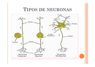 TIPOS DE NEURONAS 
 