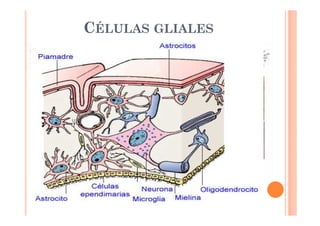 CÉLULAS GLIALES 
 No generan ni conducen IN 
 Proporcionan soporte y nutrientes a las neuronas 
 Tipos: 
 Astrocitos 
 Forma estrellada 
 Función metabólica, nutritiva y de sostén 
 Microglía 
 Células pequeñas 
 Función: Fagocitar desechos celulares 
 Ependimarias 
 Células que recubren las cavidades internas del SNC 
 Oligodendrocitos 
 Forman vainas de mielina alrededor de las neuronas SNC 
 Células de Schwann 
 Forman vainas de mielina alrededor de las neuronas SNP 
 