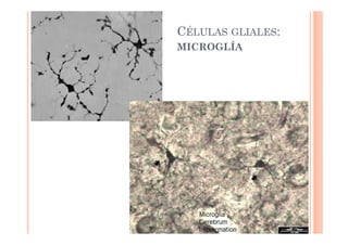 CÉLULAS GLIALES: 
MICROGLÍA 
 