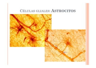 CÉLULAS GLIALES: ASTROCITOS 
 
