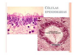 CÉLULAS 
EPENDIMARIAS 
 