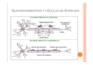 OLIGODENDROCITOS Y CÉLULAS DE SCHWANN 
 