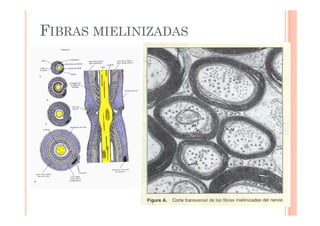 FIBRAS MIELINIZADAS 
 