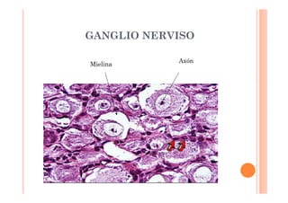 GANGLIO NERVISO 
Mielina Axón 
 