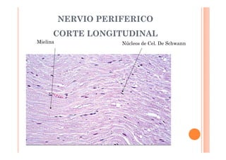 NERVIO PERIFERICO 
CORTE LONGITUDINAL 
Mielina Núcleos de Cel. De Schwann 
 