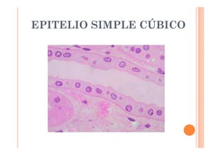 EPITELIO SIMPLE CÚBICO 
 