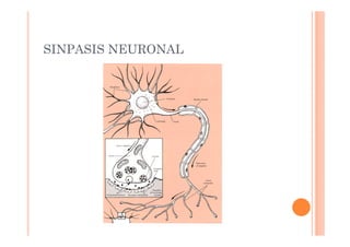 SINPASIS NEURONAL 
 