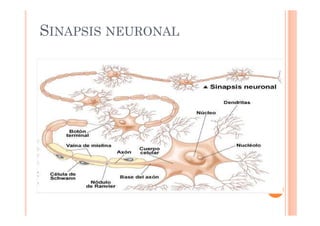 SINAPSIS NEURONAL 
 