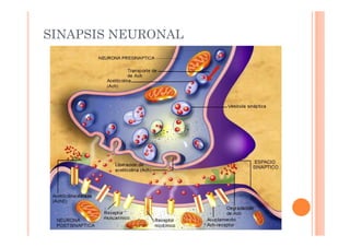 SINAPSIS NEURONAL 
 