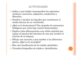 ACTIVIDADES 
 Indica a qué tejidos corresponden los siguientes 
celulares: osteocitos, adipocitos, condrocitos y 
fibrocitos. 
 Nombra y localiza los líquidos que constituyen el 
medio interno de un vertebrado. 
 ¿Qué es la homeostasis? Pon ejemplos de constantes 
biológicas que estén bajo control homeostático. 
 Explica cómo diferenciarías una célula epitelial que 
tapiza el interior del intestino de una que recubre el 
interior de la tráquea. 
 Dibuja una neurona y pon nombre a las diferentes 
partes, ¿Qué es la neuroglía? 
 Haz una clasificación de los tejidos epiteliales. 
 Visualiza fotografías de tejidos e identifícalas. 
