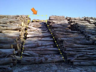 Manejo de Madera en Parques II