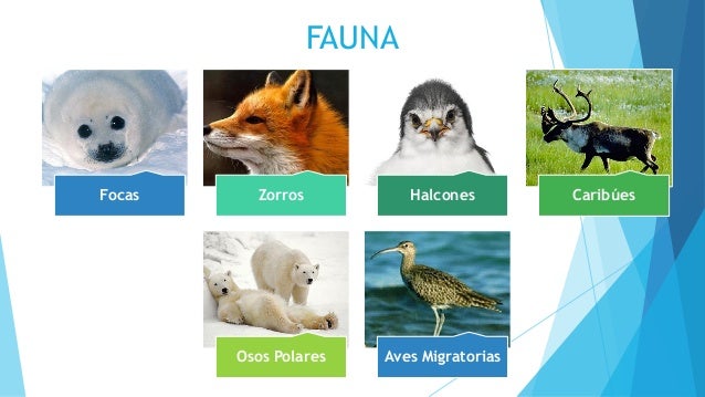 Tema 4 Biosistemas Polares