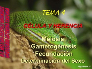 TEMA 4 CÉLULA Y HERENCIA Meiosis  Gametogénesis   Fecundación   Determinación del Sexo M.C. JOSE LUIS CASTILLO DOMINGUEZ UNIVERSIDAD AUTONOMA CHAPINGO 