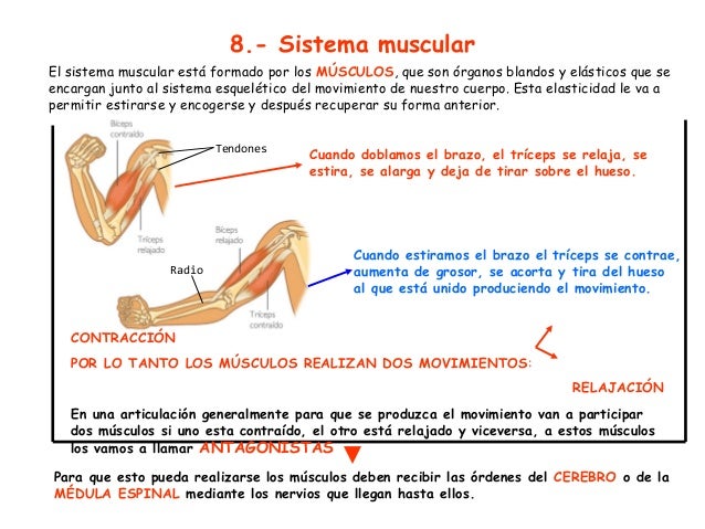 Tema 4 El Aparato Locomotor