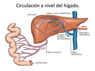 Circulación a nivel del hígado. 