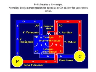 P= Pulmones y  C= cuerpo. Atención: En esta presentación las aurículas están abajo y los ventrículos arriba. 