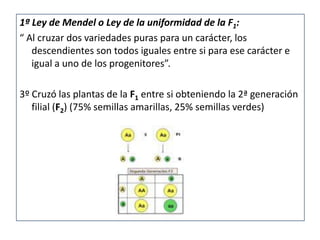 1ª Ley de Mendel o Ley de la uniformidad de la F1:
“ Al cruzar dos variedades puras para un carácter, los
   descendientes son todos iguales entre si para ese carácter e
   igual a uno de los progenitores”.

3º Cruzó las plantas de la F1 entre si obteniendo la 2ª generación
   filial (F2) (75% semillas amarillas, 25% semillas verdes)
 
