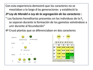 Con esta experiencia demostró que los caracteres no se
   mezclaban a lo largo d las generaciones y estableció la
2ª Ley de Mendel o Ley de la segregación de los caracteres :
“ Los factores hereditarios presentes en los individuos de la F1
   se separan durante la formación de los gametos volviéndose a
   unir durante al fecundación”
4º Cruzó plantas que se diferenciaban en dos caracteres
 