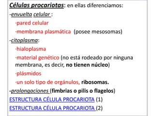 Células procariotas: en ellas diferenciamos:
-envuelta celular :
   ·pared celular
   ·membrana plasmática (posee mesosomas)
-citoplasma:
   ·hialoplasma
   ·material genético (no está rodeado por ninguna
   membrana, es decir, no tienen núcleo)
   ·plásmidos
   ·un solo tipo de orgánulos, ribosomas.
-prolongaciones (fimbrias o pilis o flagelos)
ESTRUCTURA CÉLULA PROCARIOTA (1)
ESTRUCTURA CÉLULA PROCARIOTA (2)
 