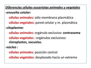 Diferencias células eucariotas animales y vegetales
-envuelta celular:
   células animales: sólo membrana plasmática
   células vegetales: pared celular y m. plasmática
-citoplasma:
   células animales: orgánulo exclusivo: centrosoma
   células vegetales : orgánulos exclusivos:
   cloroplastos, vacuolas.
-núcleo :
   células animales: posición central
   células vegetales: desplazado hacia un extremo
 
