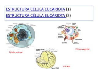 ESTRUCTURA CÉLULA EUCARIOTA (1)
ESTRUCTURA CÉLULA EUCARIOTA (2)




                                    Célula vegetal
 Célula animal




                           núcleo
 