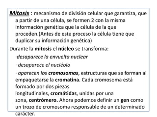 Mitosis : mecanismo de división celular que garantiza, que
  a partir de una célula, se formen 2 con la misma
  información genética que la célula de la que
  proceden.(Antes de este proceso la célula tiene que
  duplicar su información genética)
Durante la mitosis el núcleo se transforma:
  ·desaparece la envuelta nuclear
  · desaparece el nucléolo
  · aparecen los cromosomas, estructuras que se forman al
  empaquetarse la cromatina. Cada cromosoma está
  formado por dos piezas
  longitudinales, cromátidas, unidas por una
  zona, centrómero. Ahora podemos definir un gen como
  un trozo de cromosoma responsable de un determinado
  carácter.
 