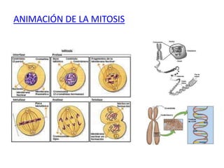 ANIMACIÓN DE LA MITOSIS
 