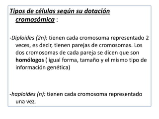 Tipos de células según su dotación
  cromosómica :

-Diploides (2n): tienen cada cromosoma representado 2
  veces, es decir, tienen parejas de cromosomas. Los
  dos cromosomas de cada pareja se dicen que son
  homólogos ( igual forma, tamaño y el mismo tipo de
  información genética)



-haploides (n): tienen cada cromosoma representado
  una vez.
 