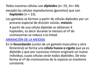 Todas nuestras células son diploides (n= 23, 2n= 46)
excepto las células reproductoras (gametos) que son
  haploides (n = 23).
Los gametos se forman a partir de células diploides por un
  proceso especial de división celular, meiosis:
  A partir de una célula diploide se obtienen 4
  haploides, es decir durante la meiosis el nº de
  cromosomas se reduce a la mitad.
ANIMACIÓN DE LA MEIOSIS
En la fecundación (unión de un gameto masculino y otro
  femenino) se forma una célula huevo o cigoto que ya es
  diploide y que por sucesivas mitosis originará un nuevo
  individuo, cuyas células serán todas diploides. De esta
  forma el nº de cromosomas de la especie se mantiene
  constante.
 