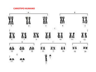CARIOTIPO HUMANO
 