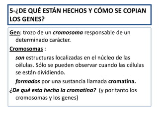 5-¿DE QUÉ ESTÁN HECHOS Y CÓMO SE COPIAN
LOS GENES?
Gen: trozo de un cromosoma responsable de un
  determinado carácter.
Cromosomas :
  son estructuras localizadas en el núcleo de las
  células. Sólo se pueden observar cuando las células
  se están dividiendo.
  formados por una sustancia llamada cromatina.
¿De qué esta hecha la cromatina? (y por tanto los
  cromosomas y los genes)
 