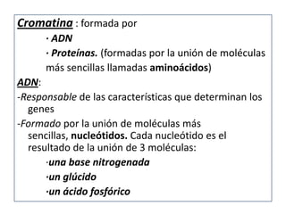 Cromatina : formada por
      · ADN
      · Proteínas. (formadas por la unión de moléculas
      más sencillas llamadas aminoácidos)
ADN:
-Responsable de las características que determinan los
  genes
-Formado por la unión de moléculas más
  sencillas, nucleótidos. Cada nucleótido es el
  resultado de la unión de 3 moléculas:
      ·una base nitrogenada
      ·un glúcido
      ·un ácido fosfórico
 