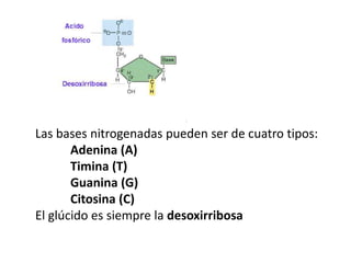 Las bases nitrogenadas pueden ser de cuatro tipos:
       Adenina (A)
       Timina (T)
       Guanina (G)
       Citosina (C)
El glúcido es siempre la desoxirribosa
 