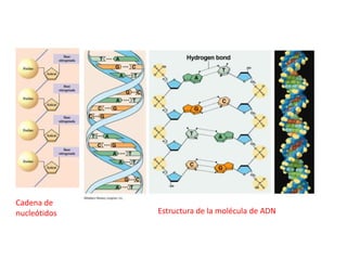 Cadena de
nucleótidos   Estructura de la molécula de ADN
 