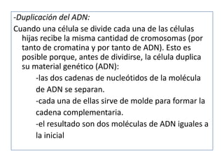-Duplicación del ADN:
Cuando una célula se divide cada una de las células
  hijas recibe la misma cantidad de cromosomas (por
  tanto de cromatina y por tanto de ADN). Esto es
  posible porque, antes de dividirse, la célula duplica
  su material genético (ADN):
      -las dos cadenas de nucleótidos de la molécula
      de ADN se separan.
      -cada una de ellas sirve de molde para formar la
      cadena complementaria.
      -el resultado son dos moléculas de ADN iguales a
      la inicial
 