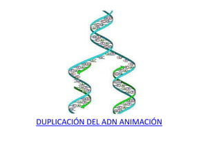 DUPLICACIÓN DEL ADN ANIMACIÓN
 