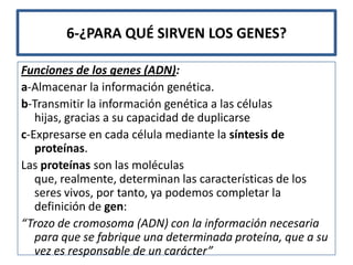 6-¿PARA QUÉ SIRVEN LOS GENES?

Funciones de los genes (ADN):
a-Almacenar la información genética.
b-Transmitir la información genética a las células
   hijas, gracias a su capacidad de duplicarse
c-Expresarse en cada célula mediante la síntesis de
   proteínas.
Las proteínas son las moléculas
   que, realmente, determinan las características de los
   seres vivos, por tanto, ya podemos completar la
   definición de gen:
“Trozo de cromosoma (ADN) con la información necesaria
   para que se fabrique una determinada proteína, que a su
   vez es responsable de un carácter”
 