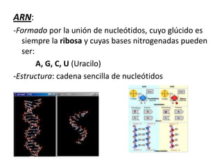 ARN:
-Formado por la unión de nucleótidos, cuyo glúcido es
  siempre la ribosa y cuyas bases nitrogenadas pueden
  ser:
       A, G, C, U (Uracilo)
-Estructura: cadena sencilla de nucleótidos
 
