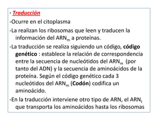 · Traducción
-Ocurre en el citoplasma
-La realizan los ribosomas que leen y traducen la
   información del ARNm a proteínas.
-La traducción se realiza siguiendo un código, código
   genético : establece la relación de correspondencia
   entre la secuencia de nucleótidos del ARNm (por
   tanto del ADN) y la secuencia de aminoácidos de la
   proteína. Según el código genético cada 3
   nucleótidos del ARNm (Codón) codifica un
   aminoácido.
-En la traducción interviene otro tipo de ARN, el ARNt
   que transporta los aminoácidos hasta los ribosomas
 