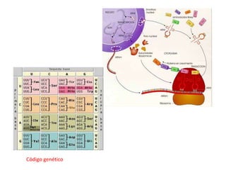 Código genético
 