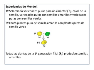 Experiencias de Mendel:
1º Seleccionó variedades puras para un carácter ( ej. color de la
   semilla, variedades puras con semillas amarillas y variedades
   puras con semillas verdes)
2º Cruzó plantas pura de semilla amarilla con plantas puras de
   semilla verde




Todas las plantas de la 1ª generación filial (F1) producían semillas
  amarillas.
 