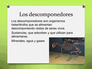 Los descomponedores
Los descomponedores son organismos
heterótrofos que se alimentan
descomponiendo restos de seres vivos
...