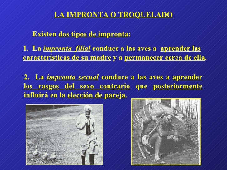 vinculación polluelo vinculación polluelo