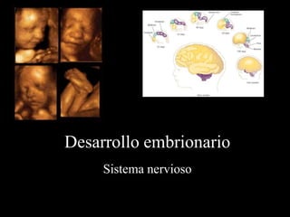 Desarrollo embrionario
     Sistema nervioso
 
