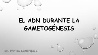 EL ADN DURANTE LA
GAMETOGÉNESIS
DRA. STEPHANY SANTISTEBAN M.
 