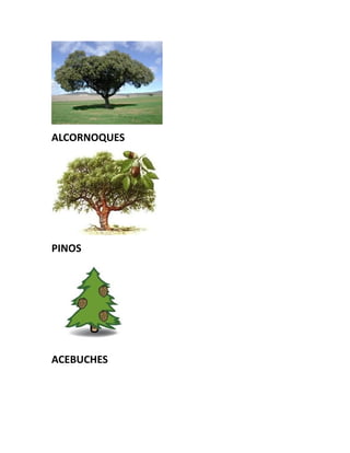 ALCORNOQUES
PINOS
ACEBUCHES
 