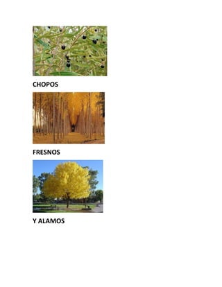 CHOPOS
FRESNOS
Y ALAMOS
 
