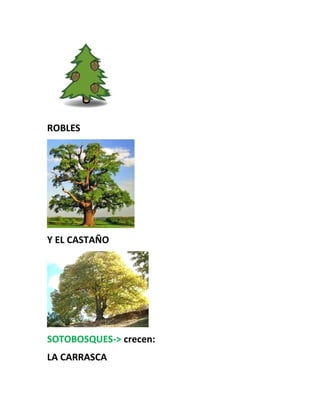 ROBLES
Y EL CASTAÑO
SOTOBOSQUES-> crecen:
LA CARRASCA
 